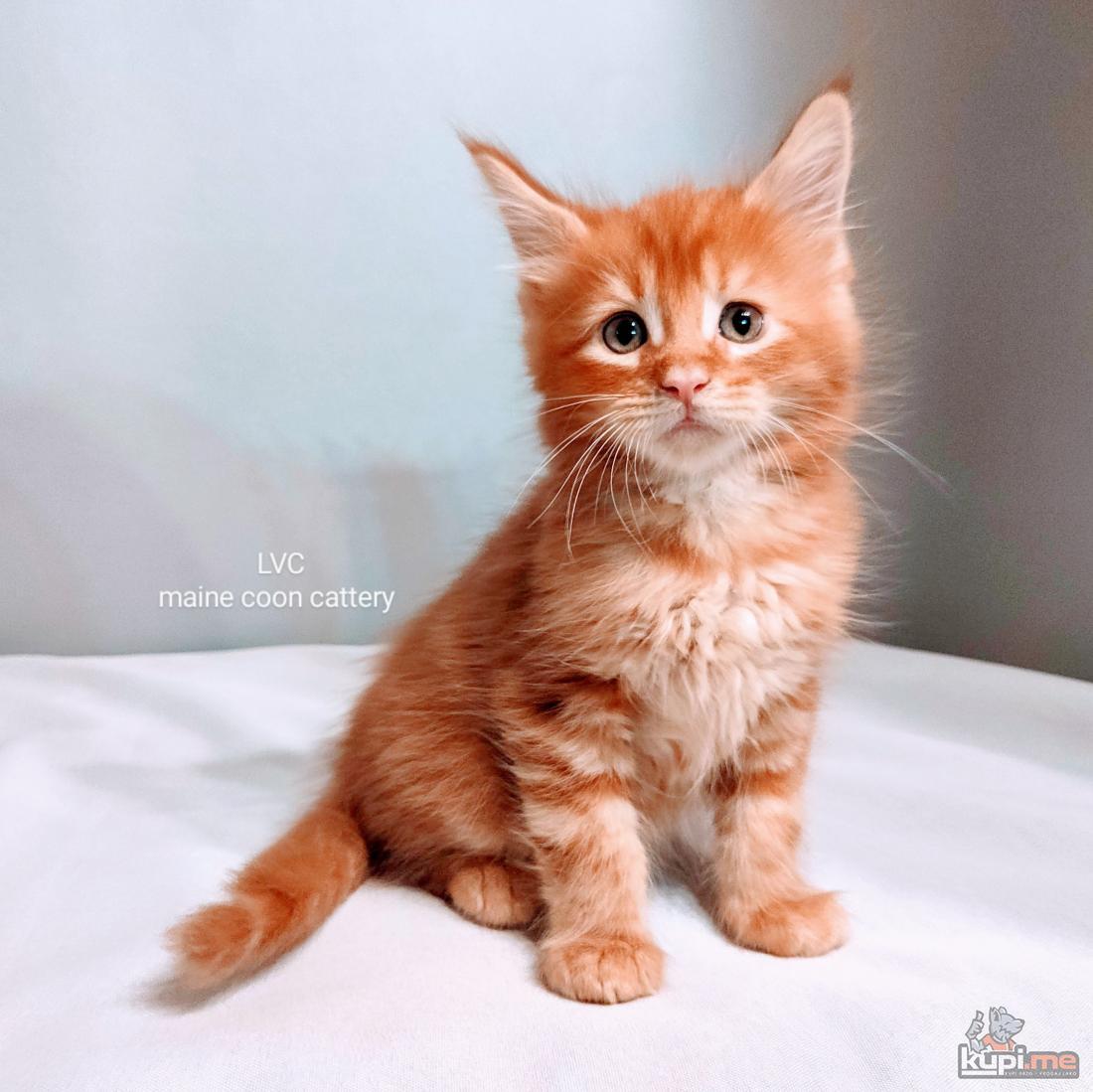 Maine Coon cistokrvna -poljubac sunca)