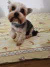 Slika oglasa 1