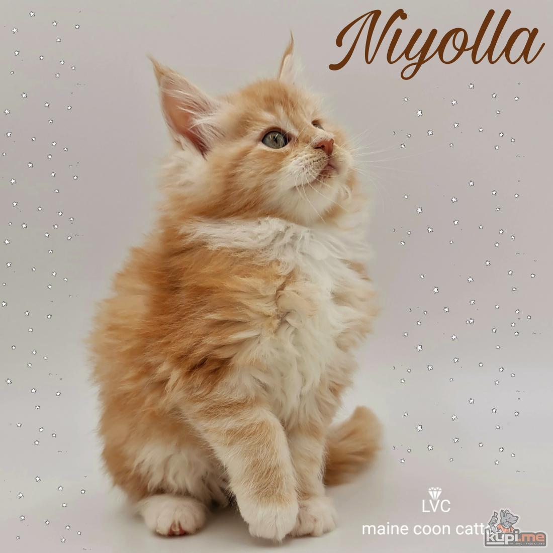 NIYOLLA Maine Coon cistokrvni 