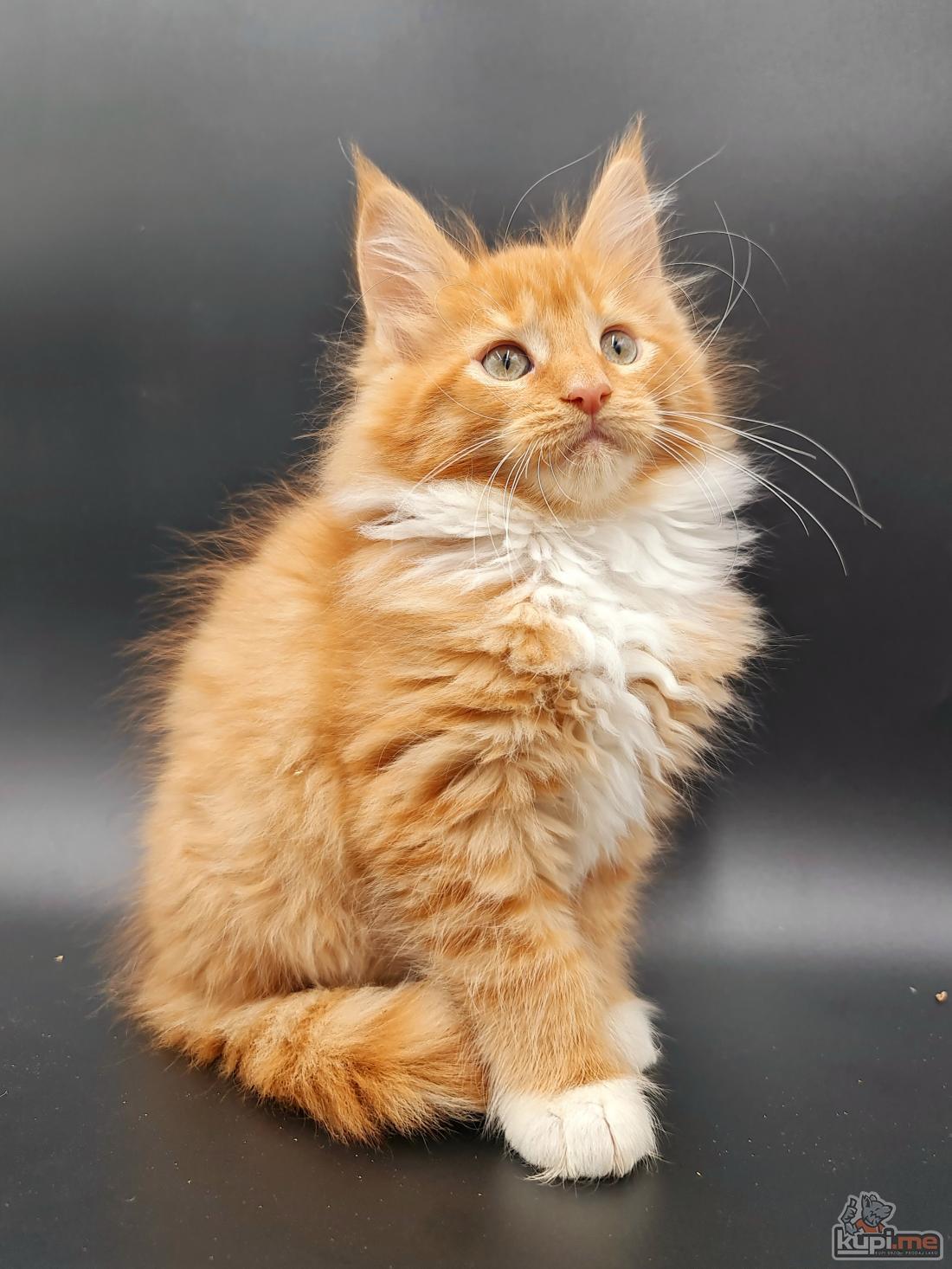 NARNIYA Maine Coon cistokrvni 