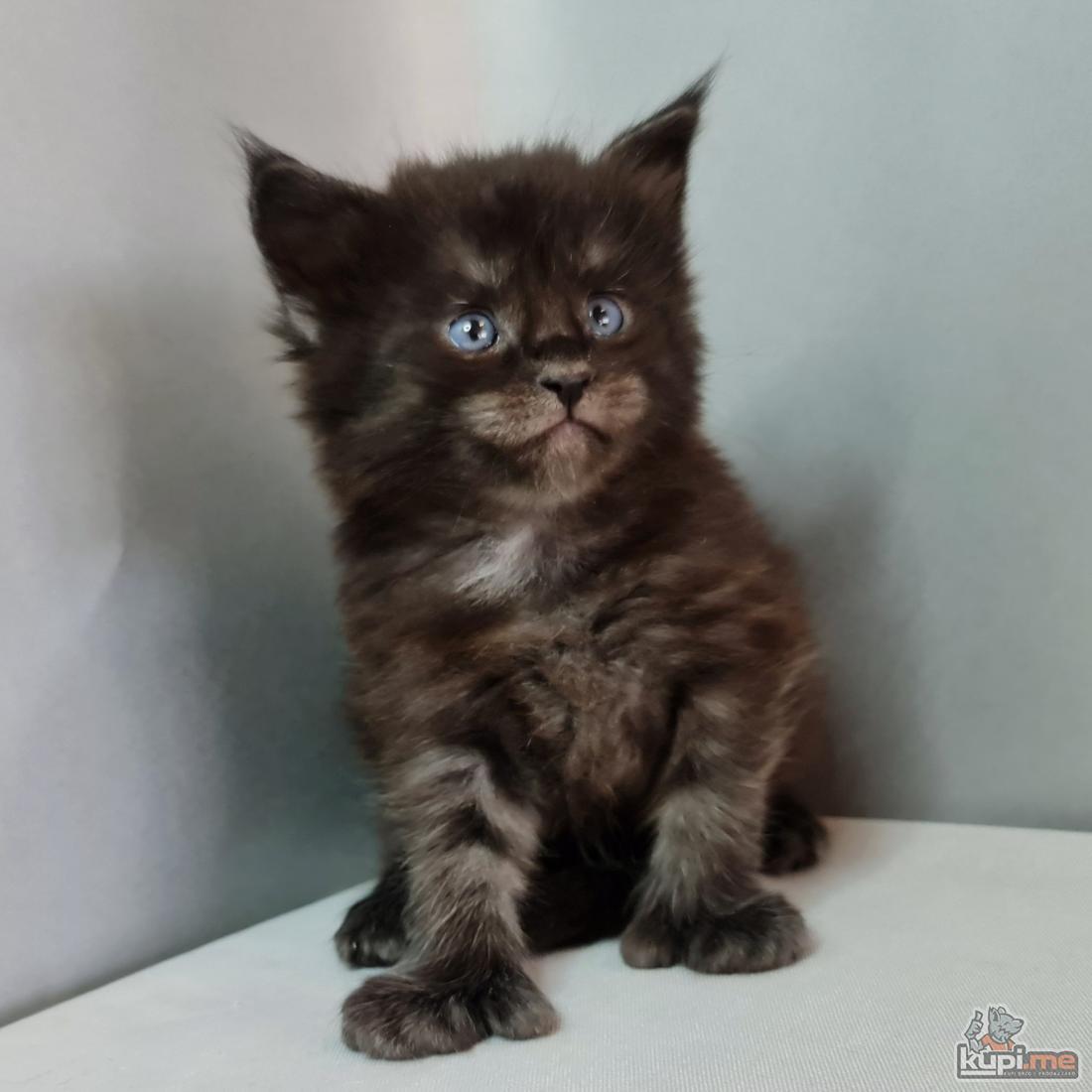 LEXUS Maine Coon Polidaktil
